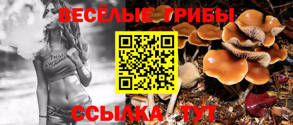 где купить наркоту  Вход с VPN  Зерноград  Галлюциногенные грибы ЛСД  Галлюциногенные грибы Cubensis 